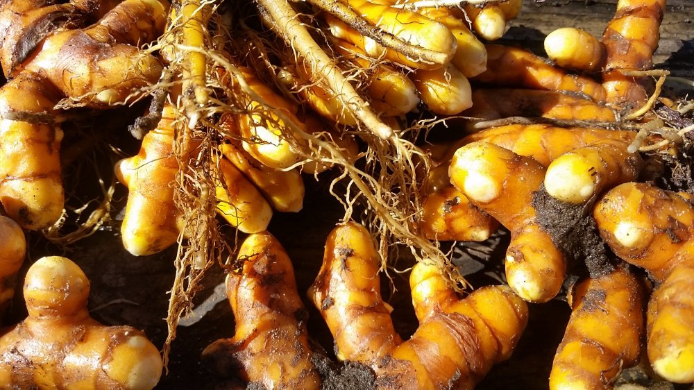 Turmeric roots